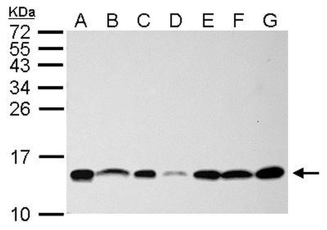 NHP2L1 Antibody in Western Blot (WB)