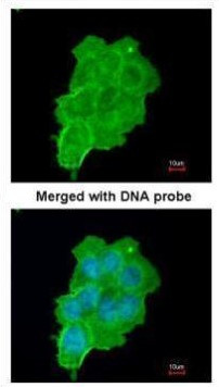 UFD1L Antibody in Immunocytochemistry (ICC/IF)