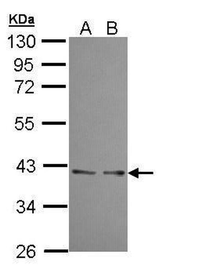 UFD1L Antibody in Western Blot (WB)