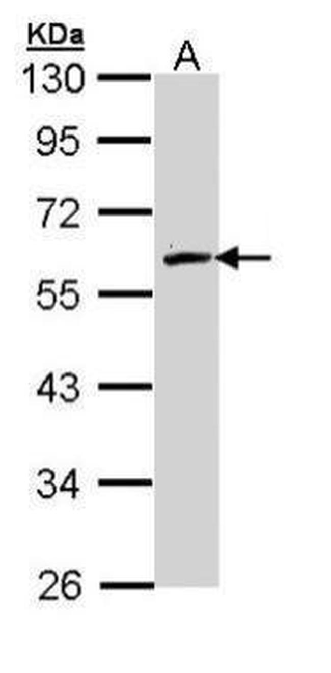 FMO2 Antibody in Western Blot (WB)