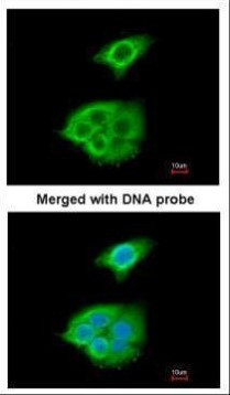 PNLIP Antibody in Immunocytochemistry (ICC/IF)