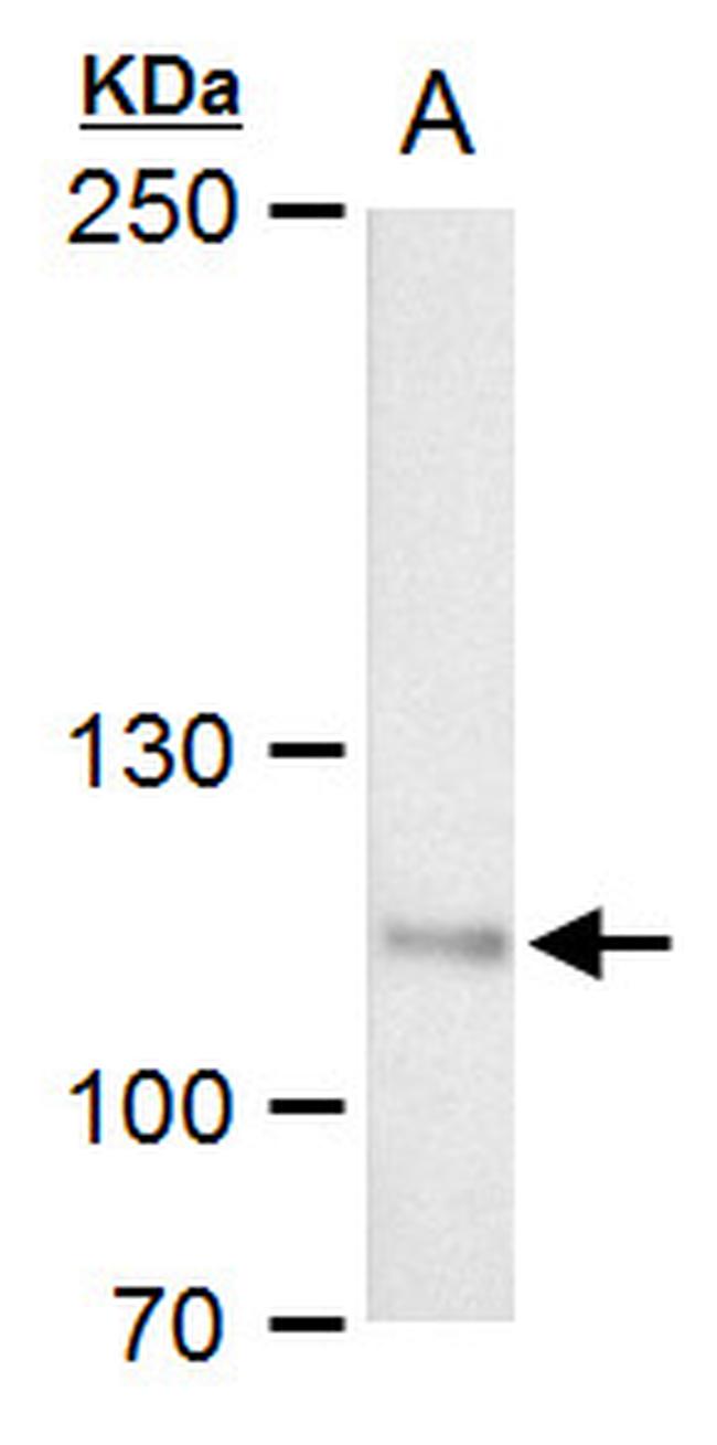 OGT Antibody in Western Blot (WB)