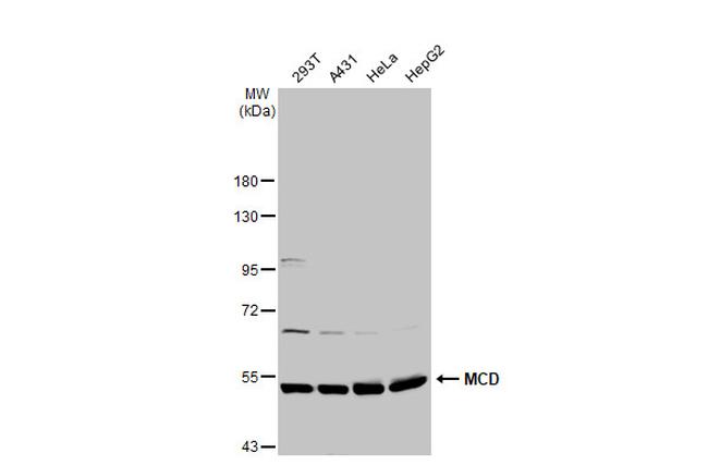 MCD Antibody in Western Blot (WB)