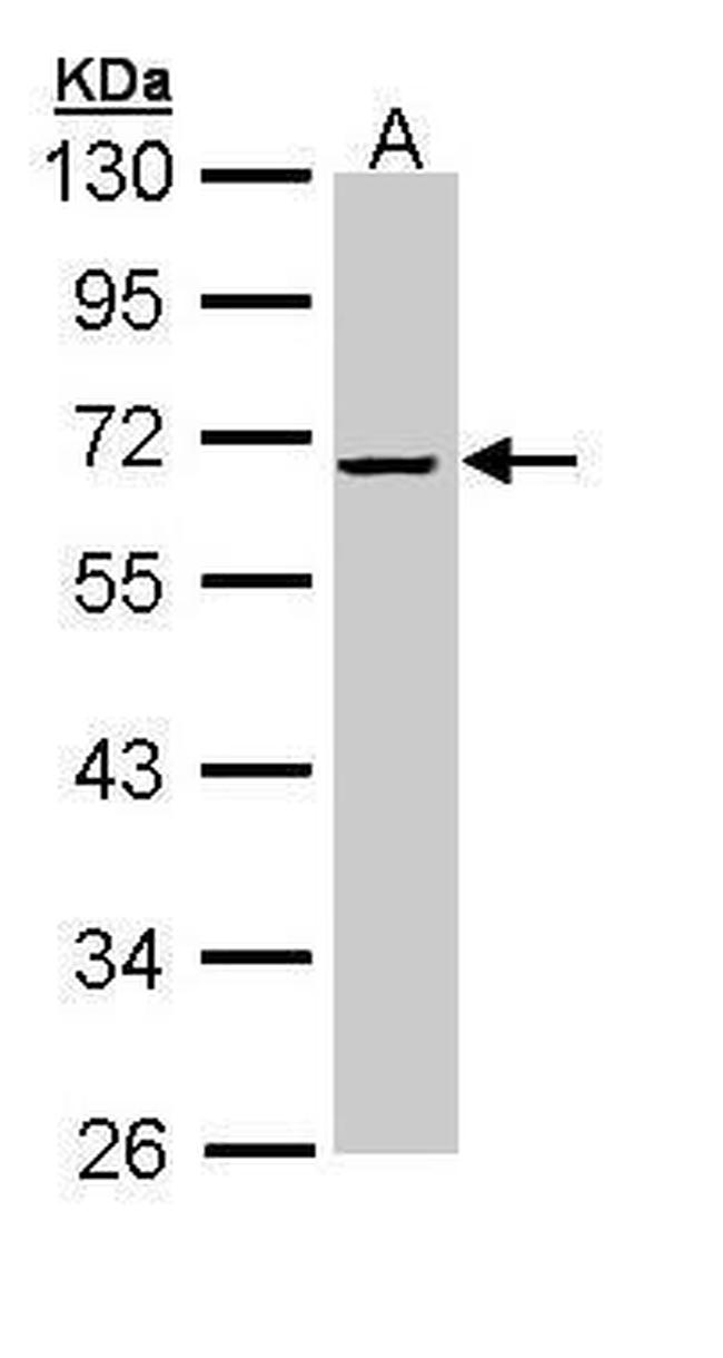 SERPINF2 Antibody in Western Blot (WB)