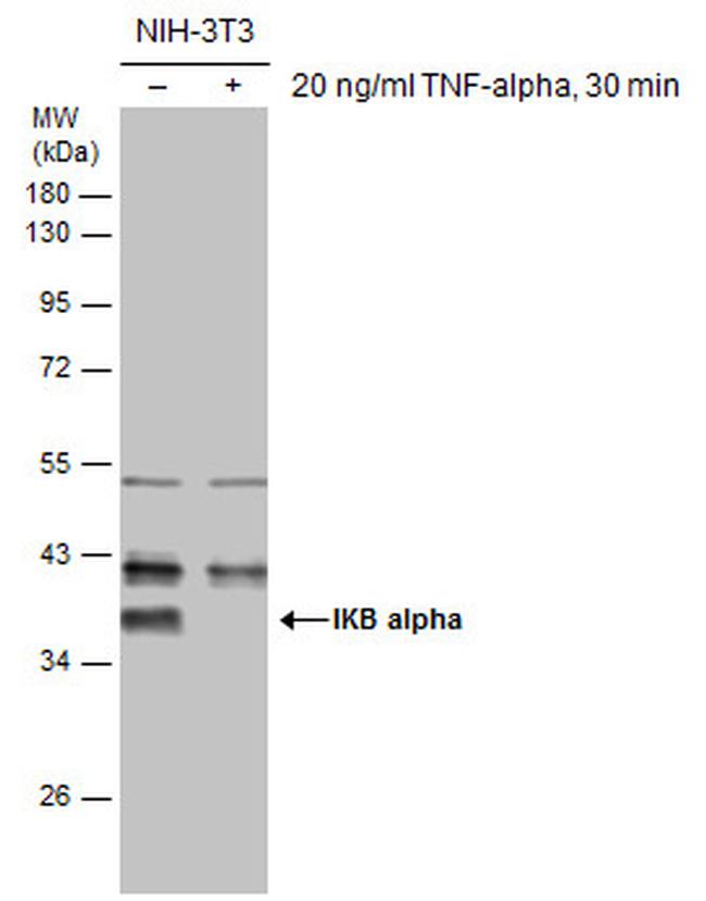 IkB alpha Antibody in Western Blot (WB)