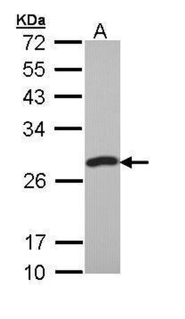 PCMT1 Antibody in Western Blot (WB)