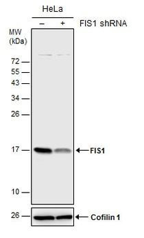 FIS1 Antibody