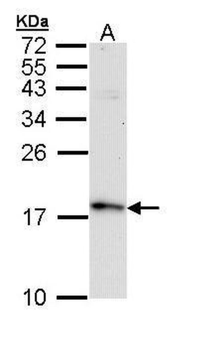 FIS1 Antibody in Western Blot (WB)