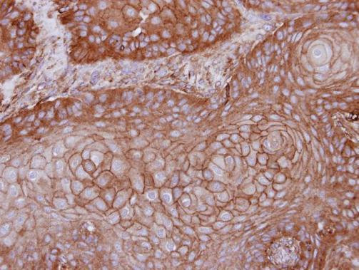 MPP1 Antibody in Immunohistochemistry (Paraffin) (IHC (P))