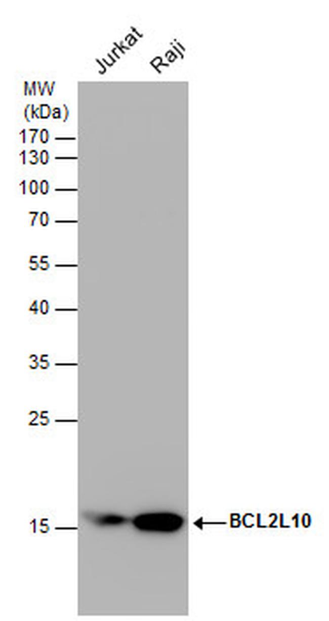 Bcl-B Antibody in Western Blot (WB)