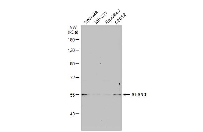 SESN3 Antibody in Western Blot (WB)