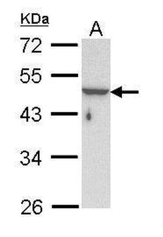 Cytokeratin 33B Antibody in Western Blot (WB)