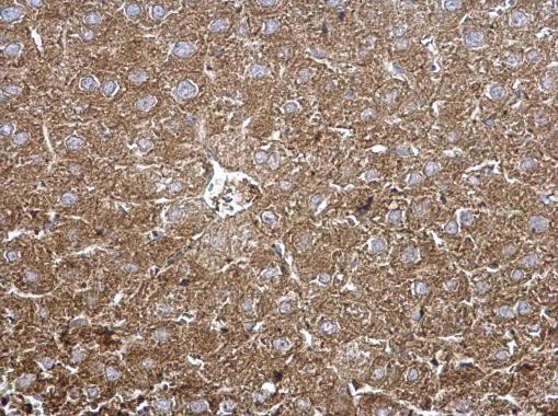 CLN2 Antibody in Immunohistochemistry (Paraffin) (IHC (P))