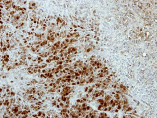 Arylsulfatase A Antibody in Immunohistochemistry (Paraffin) (IHC (P))