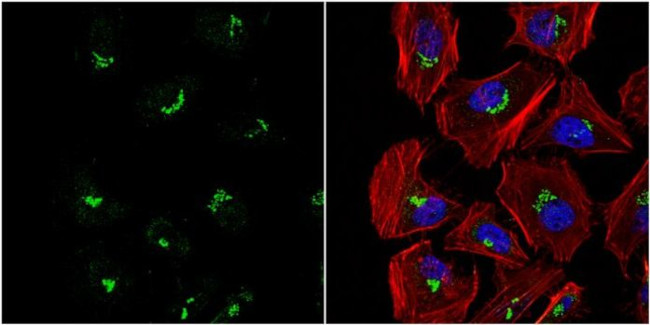 VBP1 Antibody in Immunocytochemistry (ICC/IF)