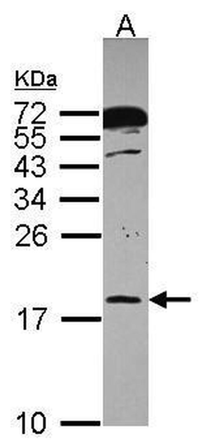 POLR2H Antibody in Western Blot (WB)