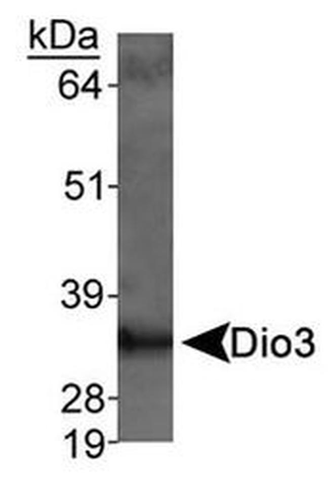 DIO3 Antibody in Western Blot (WB)