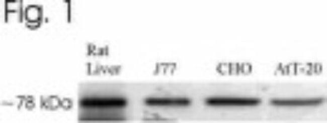 GRP78 Antibody in Western Blot (WB)