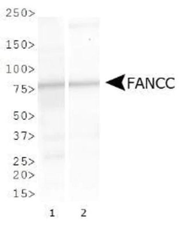 FANCC Antibody in Western Blot (WB)