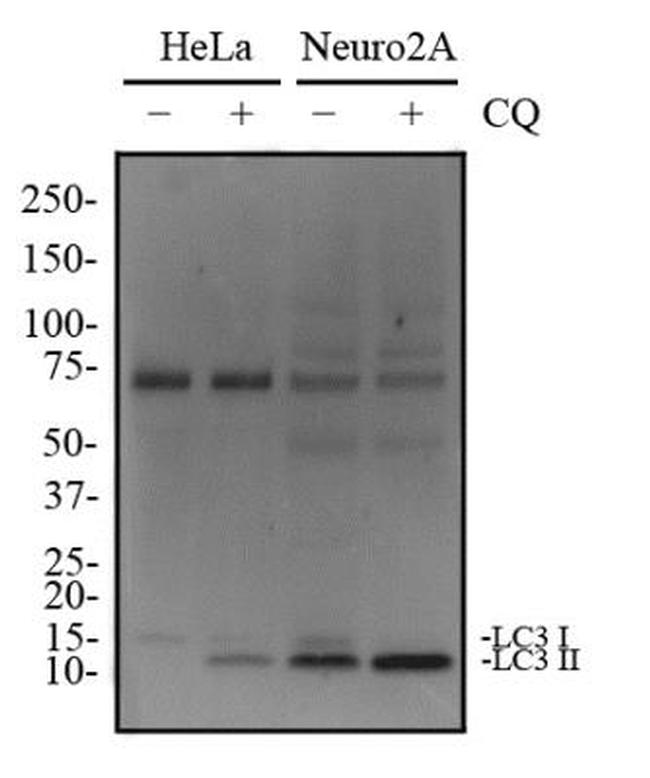 LC3A Antibody in Western Blot (WB)