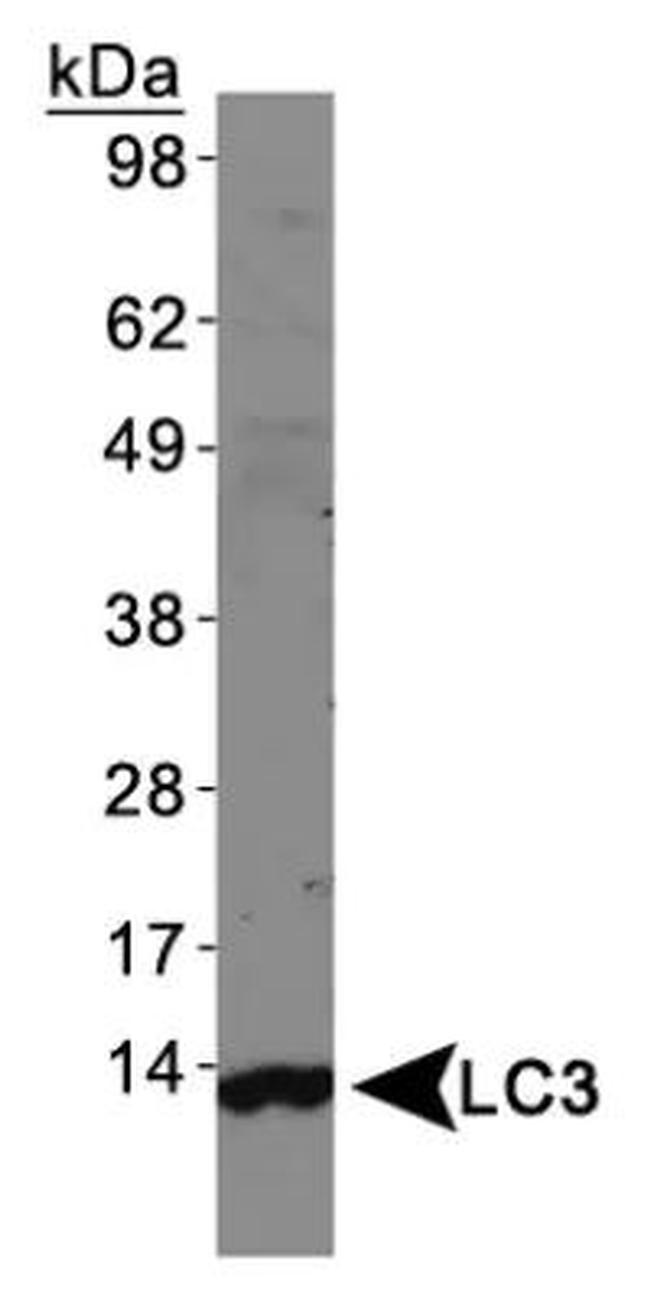 LC3A Antibody in Western Blot (WB)