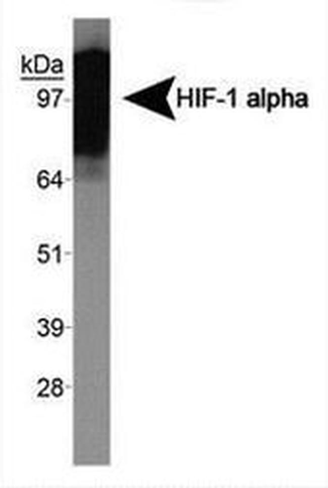 HIF1A Antibody in Western Blot (WB)