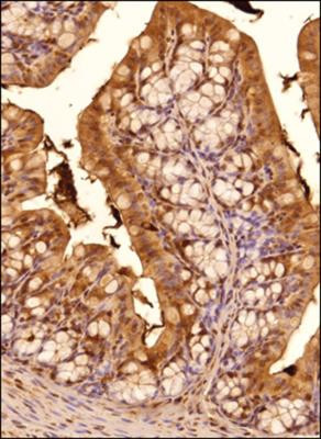 TGR5 Antibody in Immunohistochemistry (Paraffin) (IHC (P))