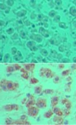 OTUD5 Antibody in Immunohistochemistry (Paraffin) (IHC (P))