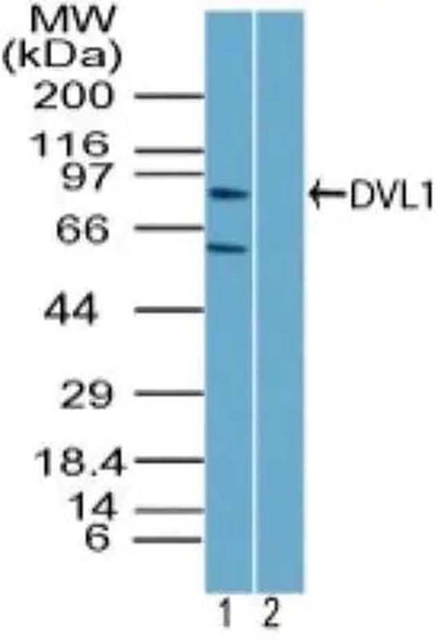 DVL1 Antibody in Western Blot (WB)