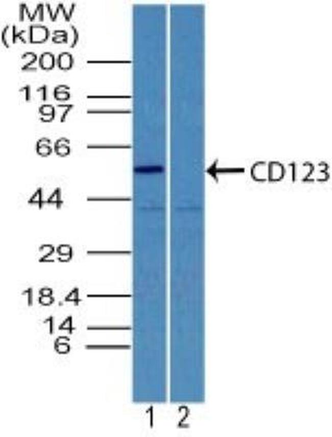 CD123 Antibody in Western Blot (WB)