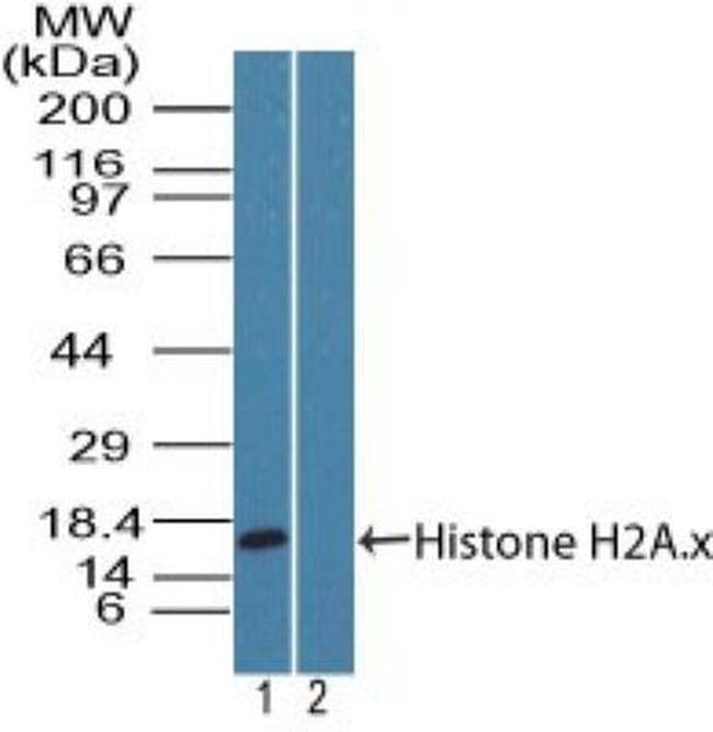 Histone H2A.X Antibody in Western Blot (WB)