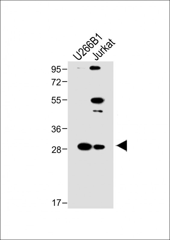 LAPTM5 Antibody in Western Blot (WB)