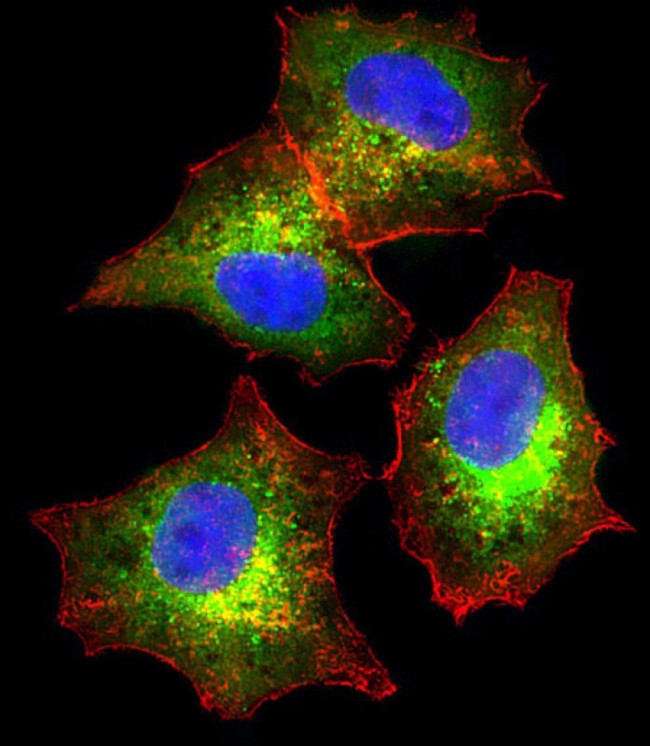 Fetuin A Antibody in Immunocytochemistry (ICC/IF)