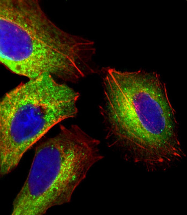 Fetuin A Antibody in Immunocytochemistry (ICC/IF)