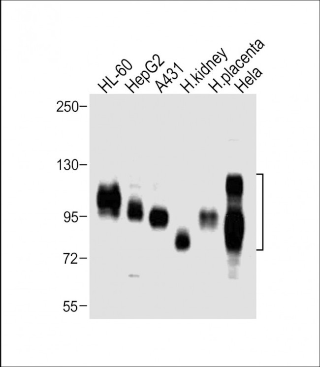 CD98 Antibody in Western Blot (WB)