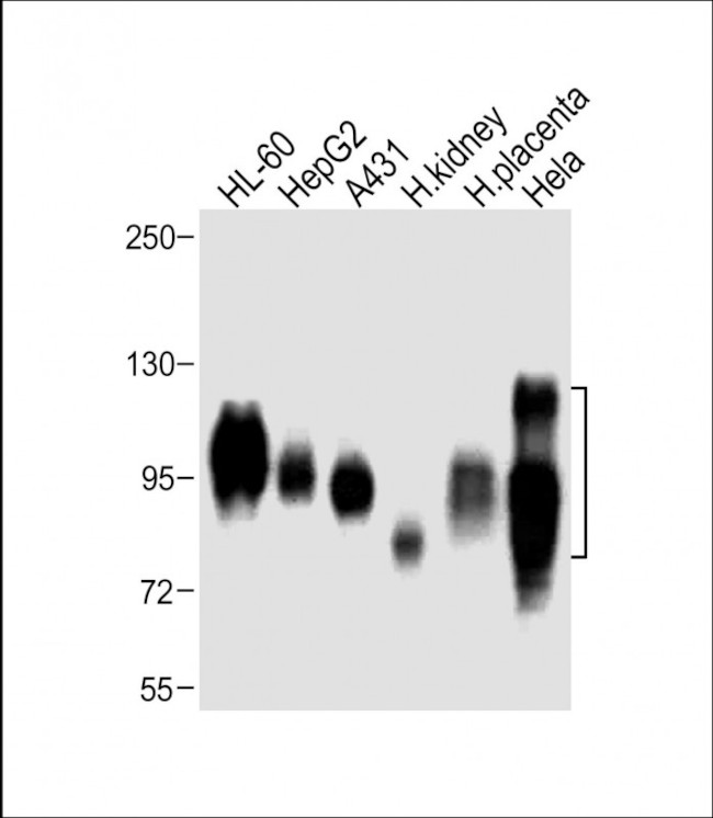 CD98 Antibody in Western Blot (WB)