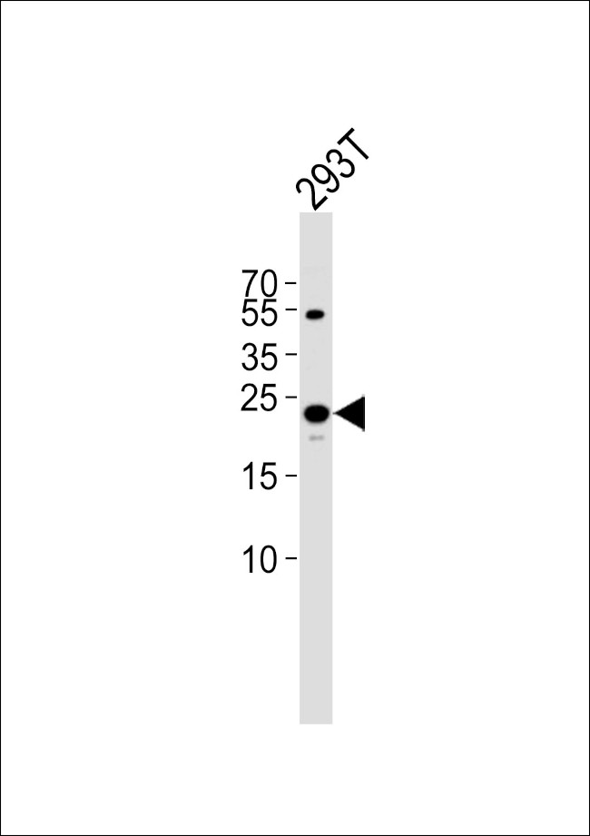 TFAM Antibody in Western Blot (WB)