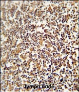 LRRC33 Antibody in Immunohistochemistry (Paraffin) (IHC (P))