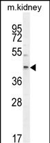 E2F2 Antibody in Western Blot (WB)