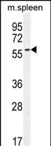 POC5 Antibody in Western Blot (WB)