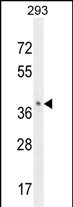 OR8B8 Antibody in Western Blot (WB)