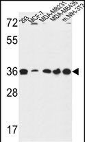 TOR1B Antibody in Western Blot (WB)