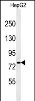 YME1L1 Antibody in Western Blot (WB)