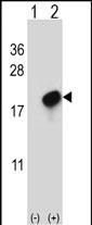 CMTM7 Antibody in Western Blot (WB)
