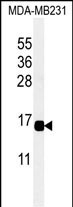 CXCL9 Antibody in Western Blot (WB)