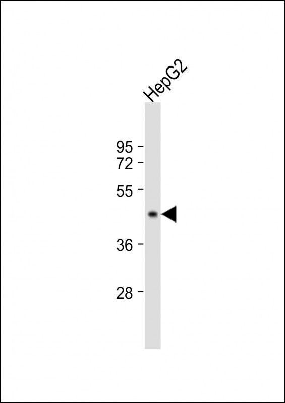 G6PC Antibody in Western Blot (WB)