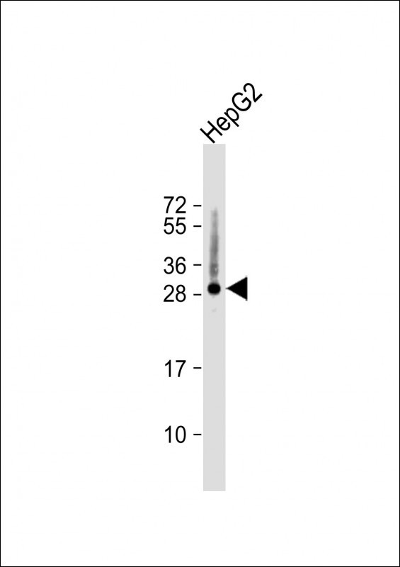 Histone H1.5 Antibody in Western Blot (WB)