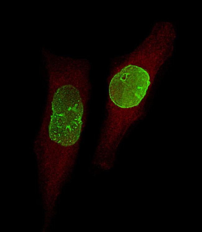 USP17 Antibody in Immunocytochemistry (ICC/IF)