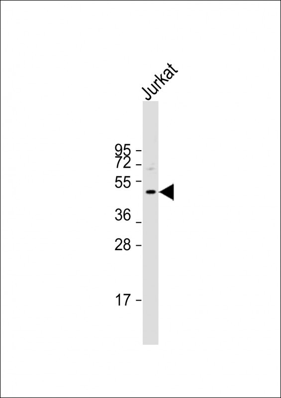 DDI2 Antibody in Western Blot (WB)