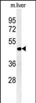 DDI2 Antibody in Western Blot (WB)